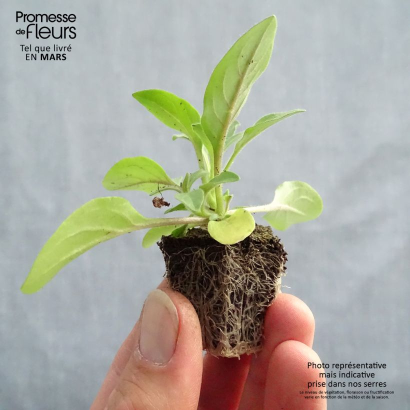 Amostra de Petúnia Tidal Wave F1 Silver Jardimotte: torrão de 3,8 cm x 3,2 cm em tabuleiro de cultivo de 16 unidades tal como entregue na primavera