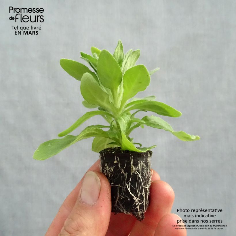 Amostra de Petúnia Tumbelina Anna dupla rosa e branco Mini-torrão Ø 3/4 cm tal como entregue na primavera