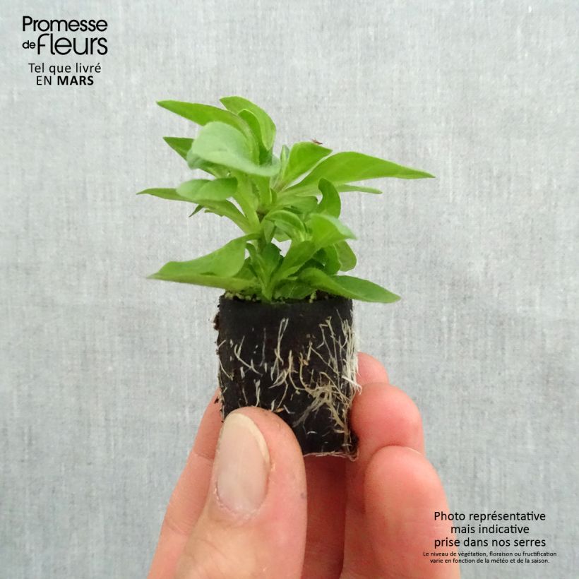 Amostra de Pétunia Tumbelina Belinda double bleu foncé Mini-motte Ø 3/4 cm tal como entregue na primavera