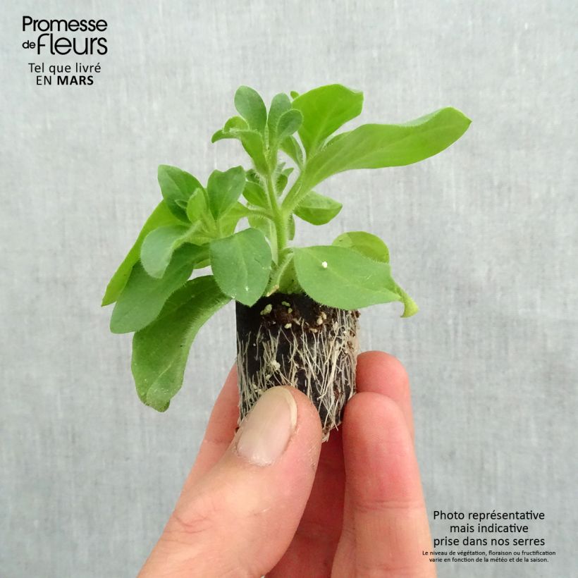 Amostra de Pétunia Tumbelina Candyfloss double rose foncé Mini-motte Ø 3/4 cm tal como entregue na primavera