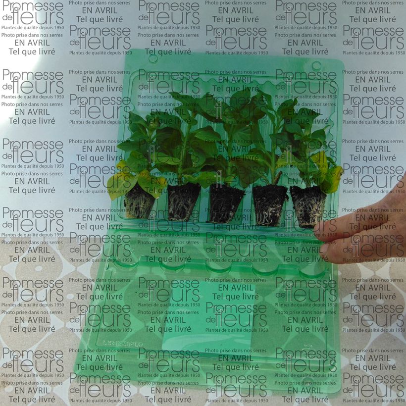 Exemplo de amostra de Petunia Tumbelina Cherry Ripple - Pétunia double Mini-motte Ø 3/4 cm tal como entregue