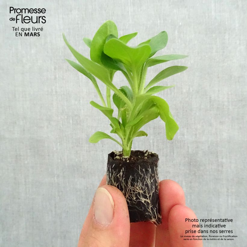 Amostra de Pétunia Tumbelina Diana double blanc Mini-motte Ø 3/4 cm tal como entregue na primavera