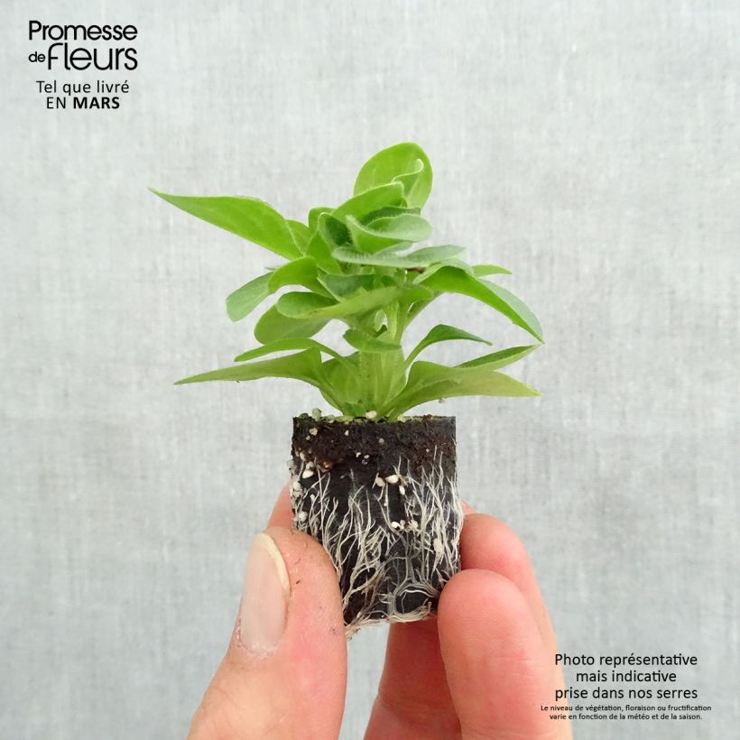 Amostra de Petúnia Tumbelina Priscilla Mini-torrão Ø 3/4 cm tal como entregue na primavera