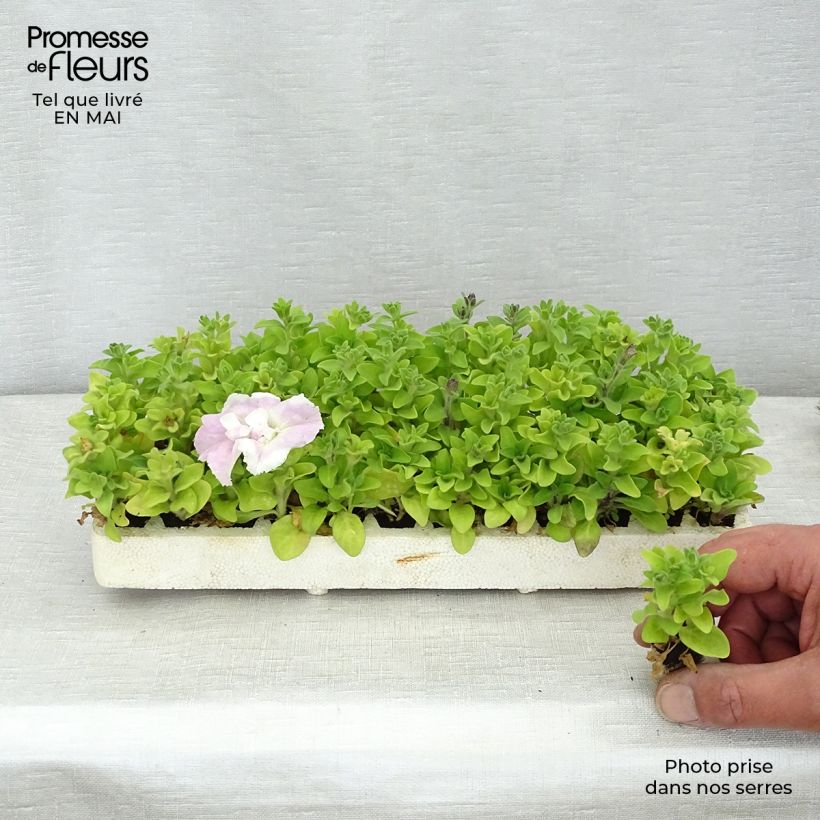 Amostra de Pétunia double Cassandra Mix Minimotte : motte 2,2 cm x 2 cm en plaque de culture par 35 tal como entregue na primavera