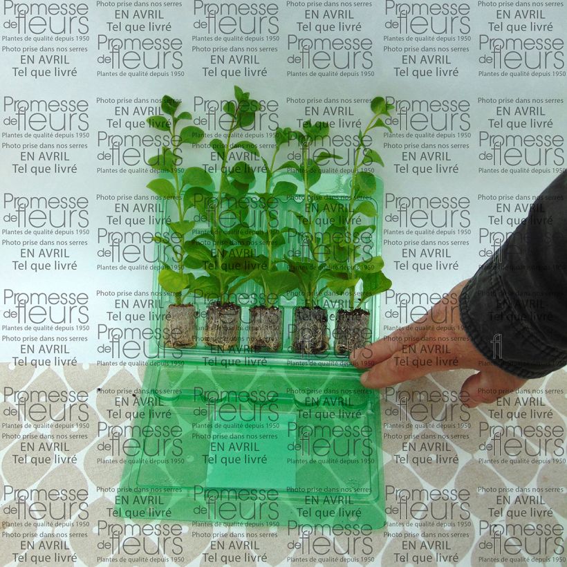 Exemplo de amostra de Pétunia Conchita Azur Mini-motte Ø 3/4 cm tal como entregue