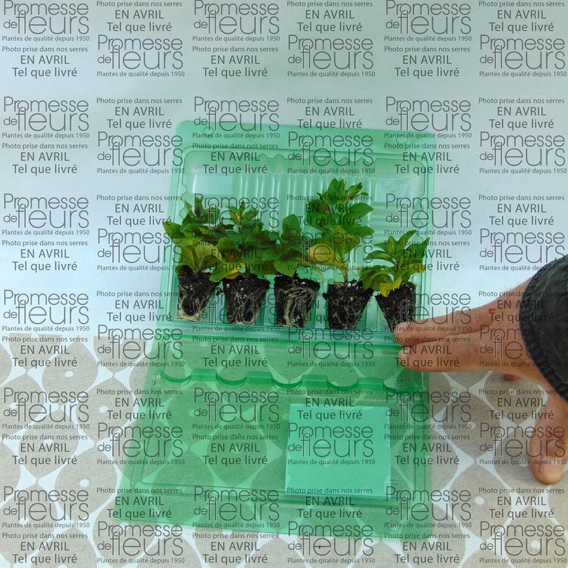 Exemplo de amostra de Pétunia Tumbelina Maria double bleu azur Mini-motte Ø 3/4 cm tal como entregue