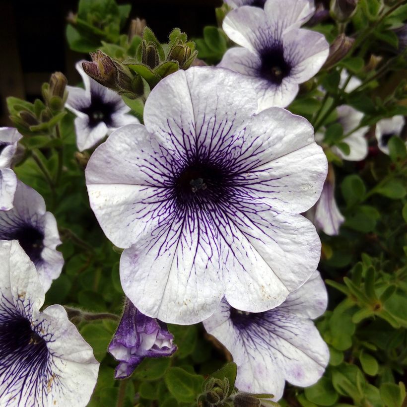 Surfinia Blue Vein (Floração)