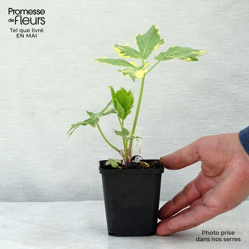 Amostra de Peucedanum ostruthium Daphnis Vaso de 8/9 cm tal como entregue na primavera