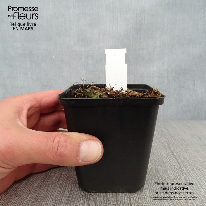 Amostra de Peucedanum rablense Vaso de 8/9 cm tal como entregue na primavera