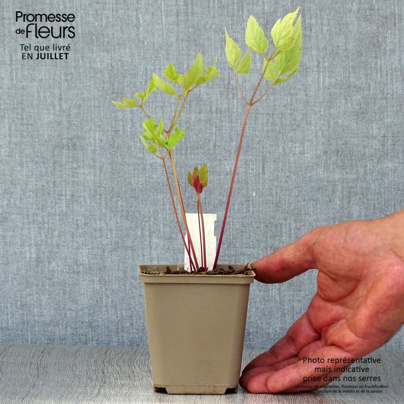 Amostra de Peucedanum verticillare Vaso de 8/9 cm tal como entregue no verão