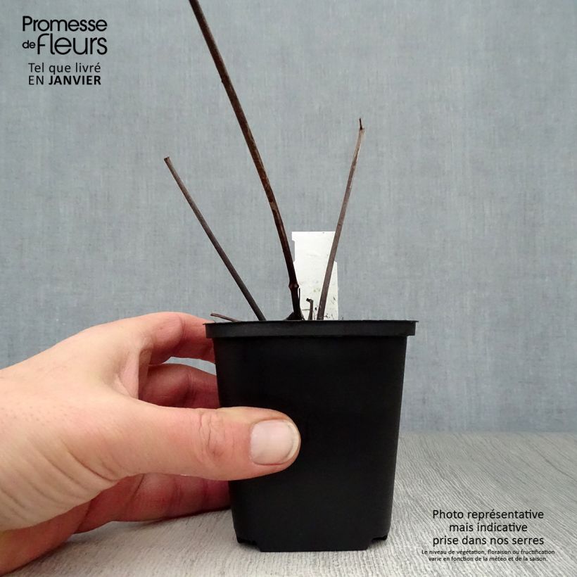 Amostra de Peucedanum verticillare Vaso de 8/9 cm tal como entregue no inverno