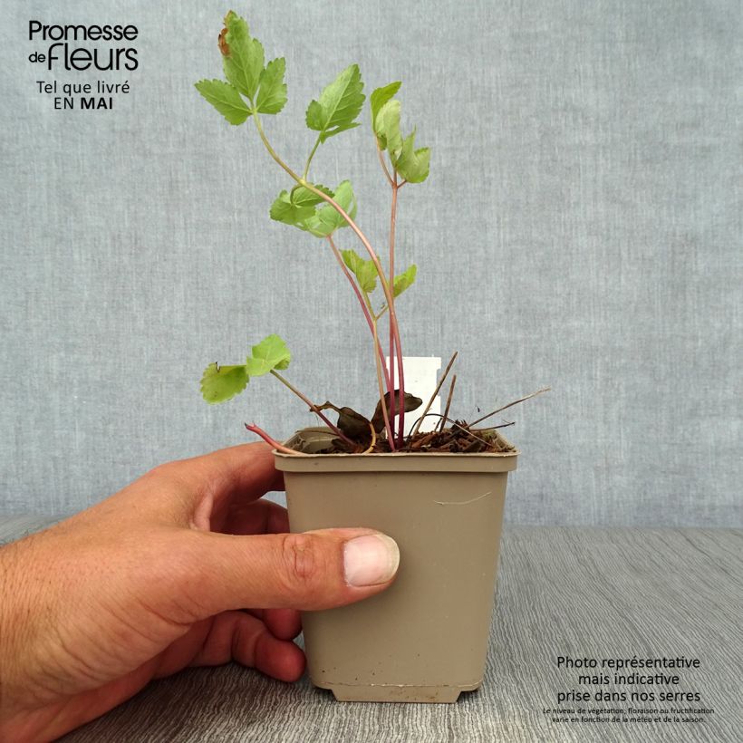 Amostra de Peucedanum verticillare Vaso de 8/9 cm tal como entregue na primavera