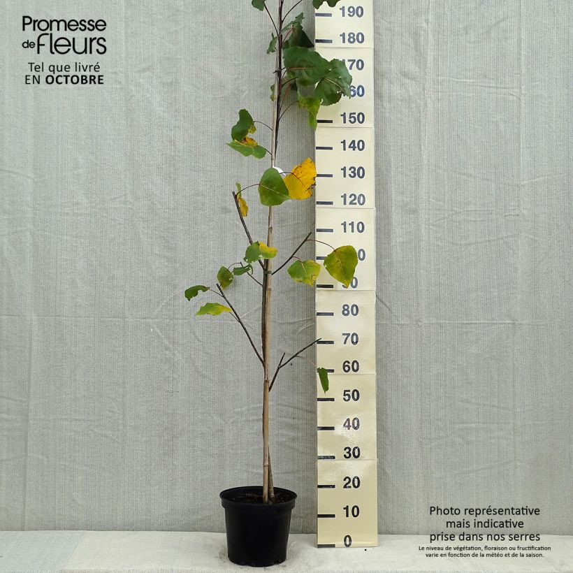 Amostra de Choupo-deltoide Purple Tower - Populus deltoides Vaso de 4 L/5 L tal como entregue no outono