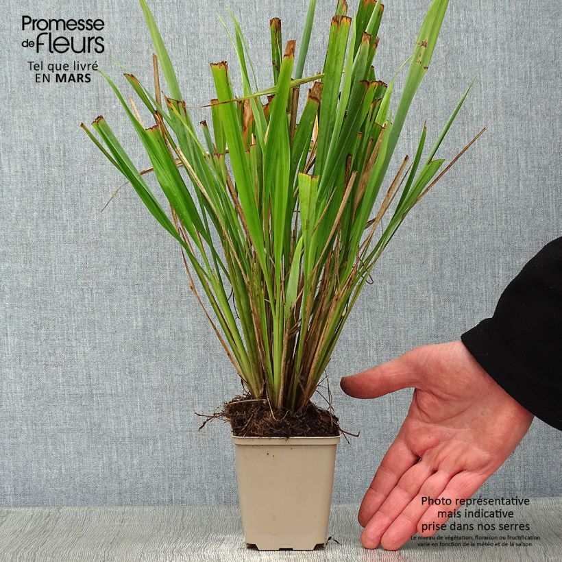 Amostra de Phaenosperma globosa Vaso de 8/9 cm tal como entregue no inverno