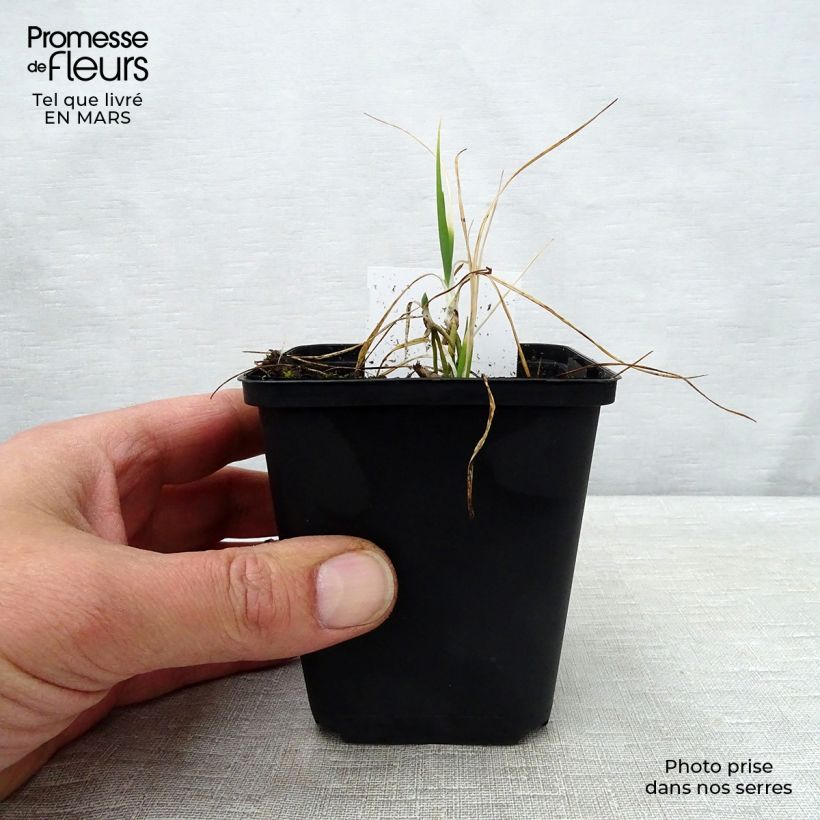 Amostra de Anthericum liliago Vaso de 8/9 cm tal como entregue na primavera