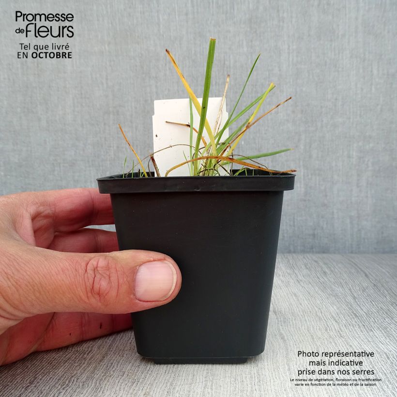Amostra de Anthericum liliago Vaso de 8/9 cm tal como entregue no outono