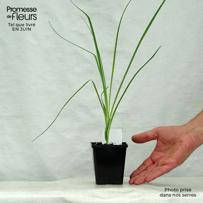 Amostra de Anthericum liliago Vaso de 8/9 cm tal como entregue no verão