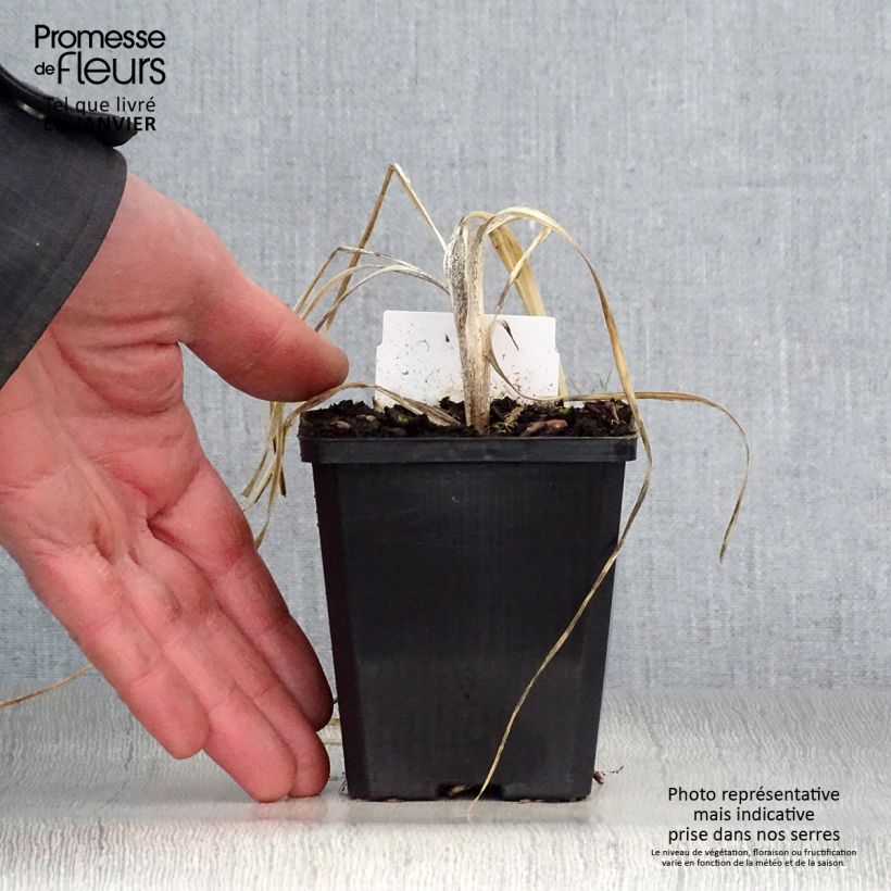 Amostra de Phalangère à fleurs de lis - Anthericum liliago Vaso de 8/9 cm tal como entregue no inverno