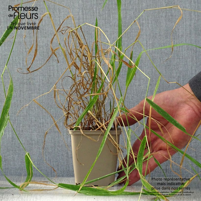 Amostra de Phalaris arundinacea Vaso de 8/9 cm tal como entregue no outono