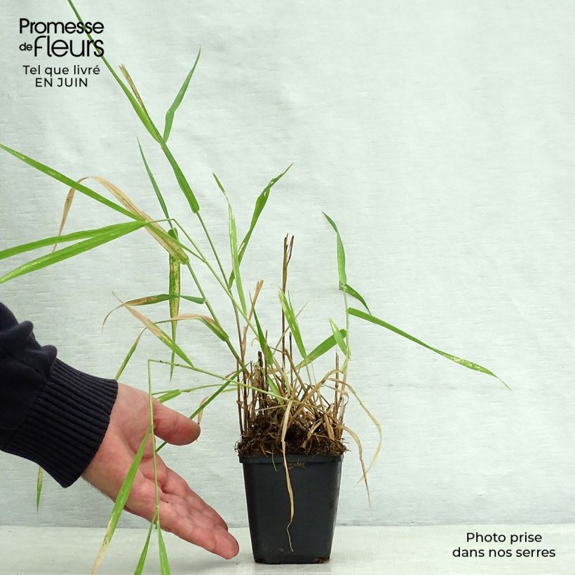 Amostra de Phalaris arundinacea Vaso de 8/9 cm tal como entregue no verão