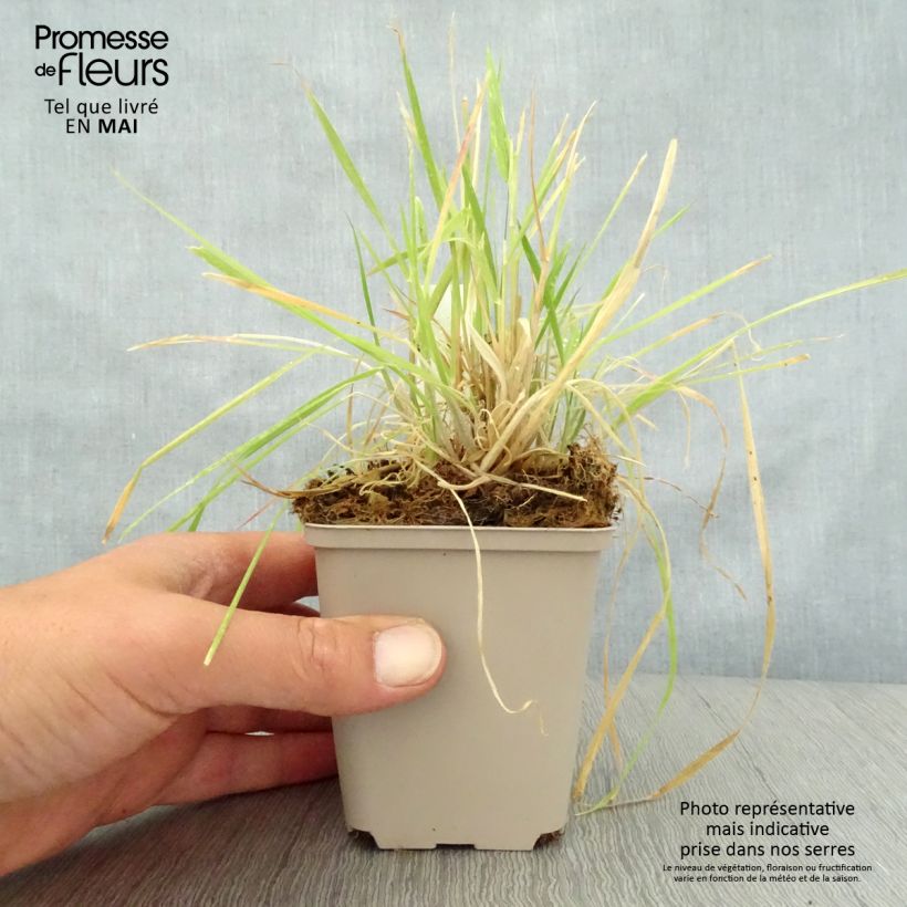 Amostra de Phalaris arundinacea Vaso de 8/9 cm tal como entregue na primavera