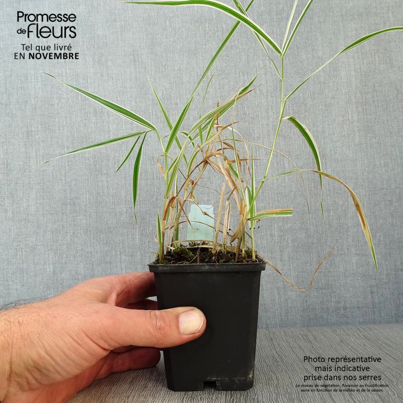 Amostra de Phalaris arundinacea Picta Vaso de 8/9 cm tal como entregue no outono