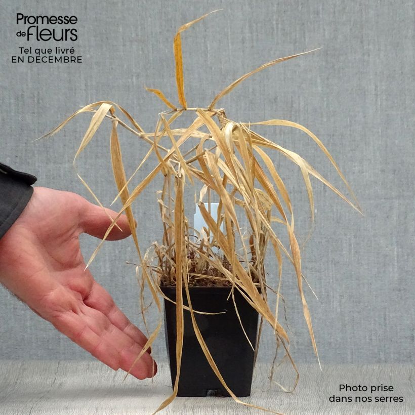 Amostra de Phalaris arundinacea Picta Vaso de 8/9 cm tal como entregue no inverno