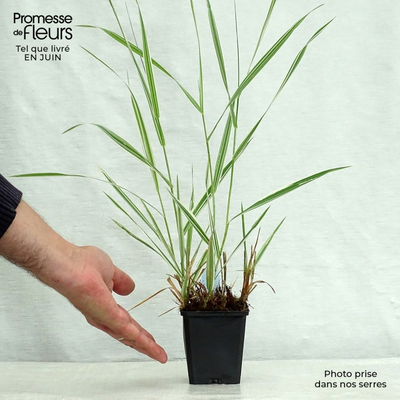 Amostra de Phalaris arundinacea Picta Vaso de 8/9 cm tal como entregue no verão