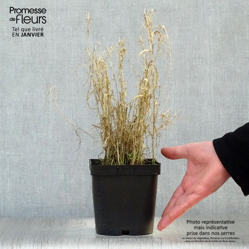 Amostra de Phalaris arundinacea Picta Vaso de 2 L/3 L tal como entregue no inverno