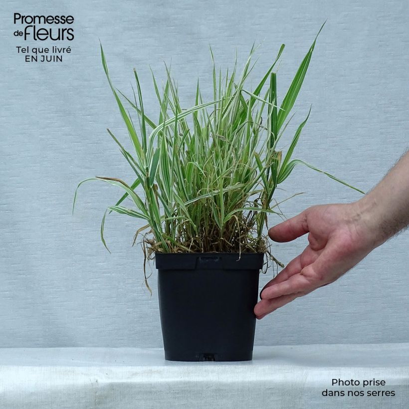 Amostra de Phalaris arundinacea Picta Vaso de 2 L/3 L tal como entregue no verão