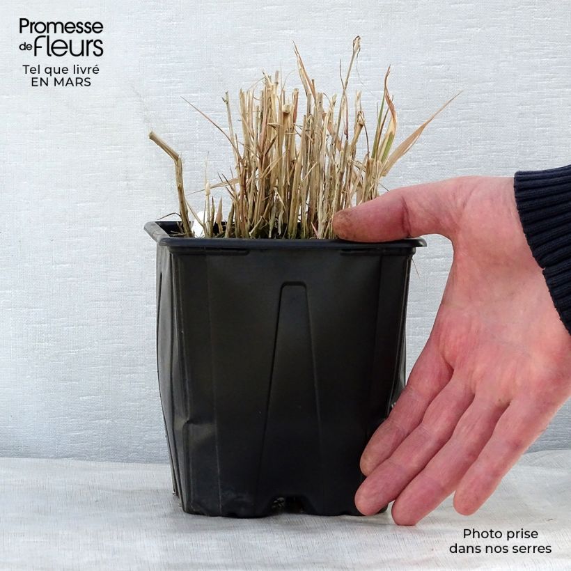 Amostra de Phalaris arundinacea Picta Vaso de 2 L/3 L tal como entregue na primavera