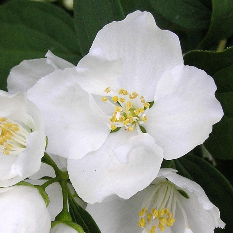Philadelphus persica Bouquet Blanc (Floração)