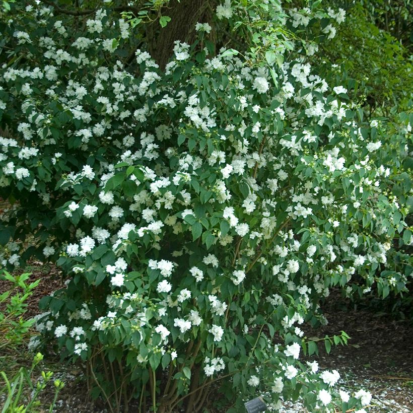 Philadelphus persica Bouquet Blanc (Hábito)