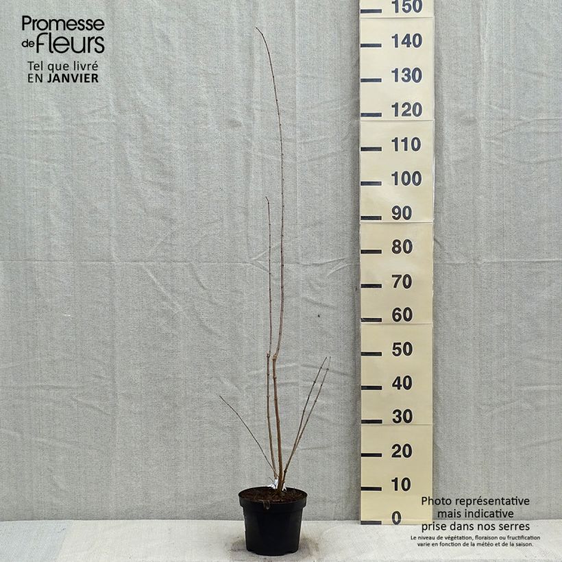 Amostra de Philadelphus Bouquet Blanc - Seringat Vaso de 2 L/3 L tal como entregue no inverno