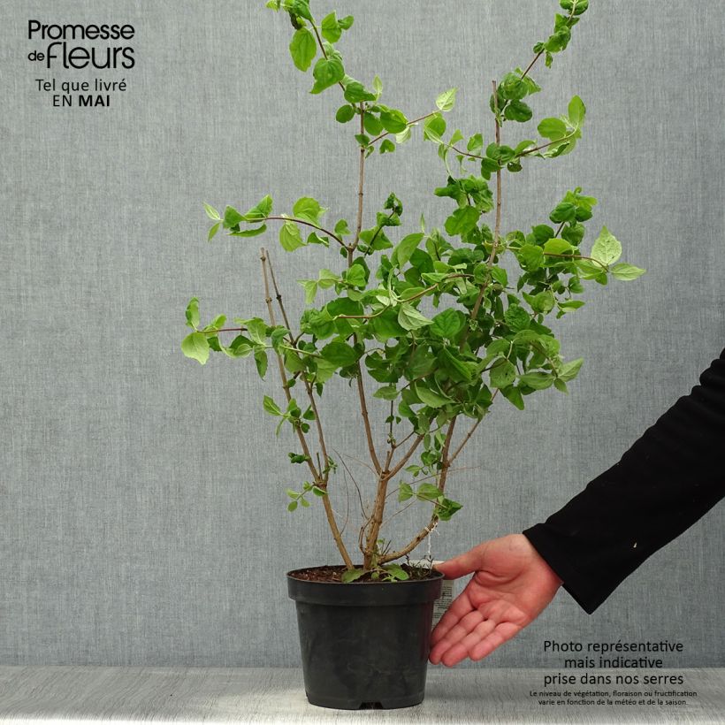 Amostra de Philadelphus persica Bouquet Blanc Vaso de 2 L/3 L tal como entregue na primavera