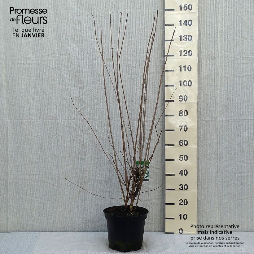 Amostra de Philadelphus Bouquet Blanc - Seringat Vaso de 7,5 L/10 L tal como entregue no inverno