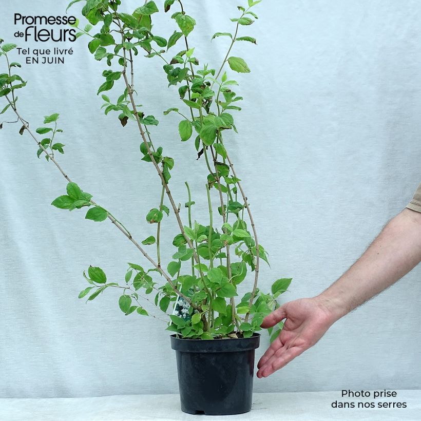 Amostra de Philadelphus Dame Blanche Vaso de 3 L/4 L tal como entregue no verão