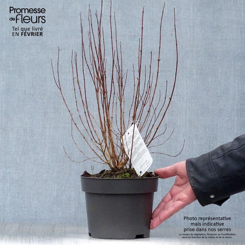 Amostra de Philadelphus Dame Blanche - Seringat Vaso de 3 L/4 L tal como entregue no inverno