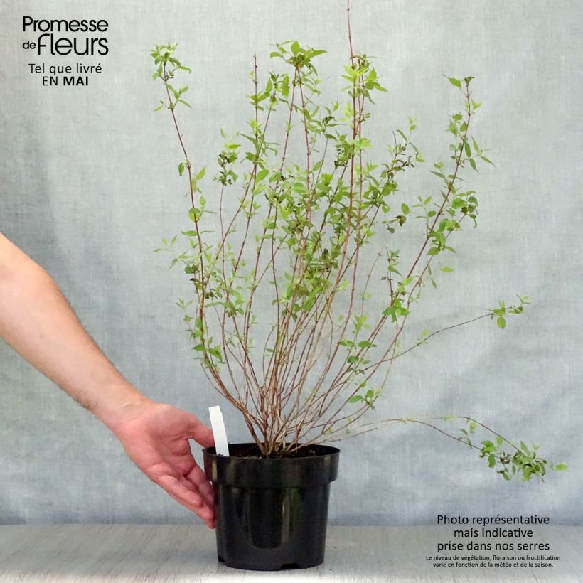 Amostra de Philadelphus Dame Blanche Vaso de 3 L/4 L tal como entregue na primavera