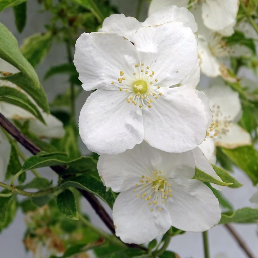Philadelphus Innocence (Floração)