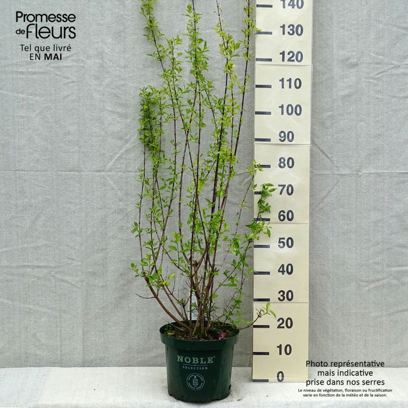 Amostra de Seringat des Jardins - Philadelphus Innocence Vaso de 7,5 L/10 L tal como entregue na primavera