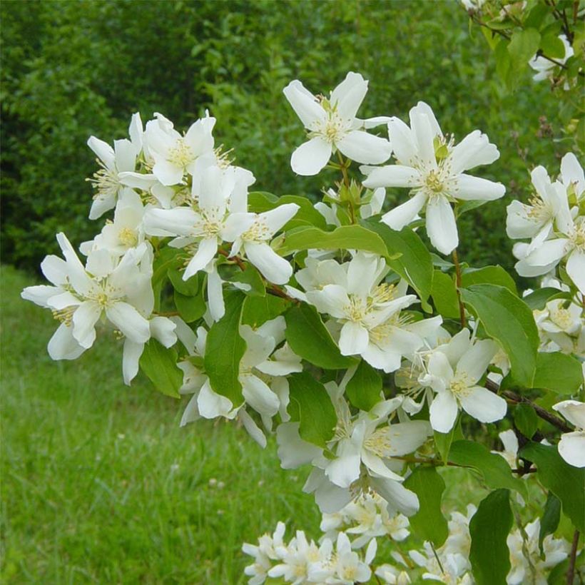 Philadelphus lemoinei (Floração)