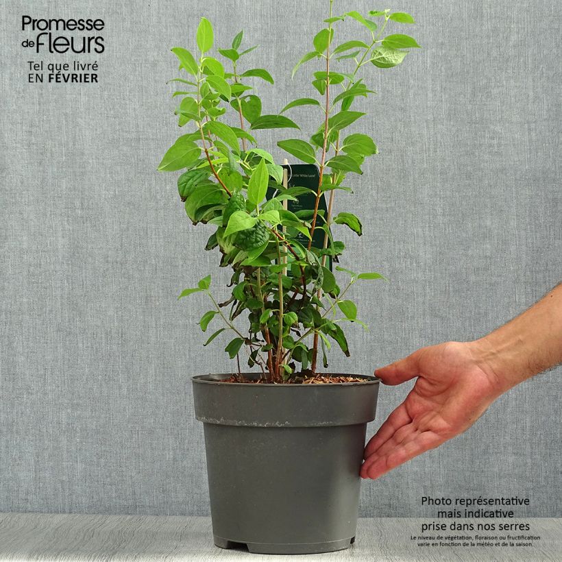 Amostra de Philadelphus Little White Love Vaso de 2 L/3 L tal como entregue no outono