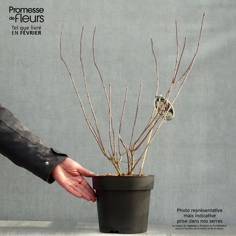 Amostra de Philadelphus Little White Love Vaso de 2 L/3 L tal como entregue no inverno