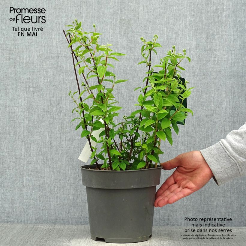 Amostra de Philadelphus Little White Love Vaso de 2 L/3 L tal como entregue na primavera