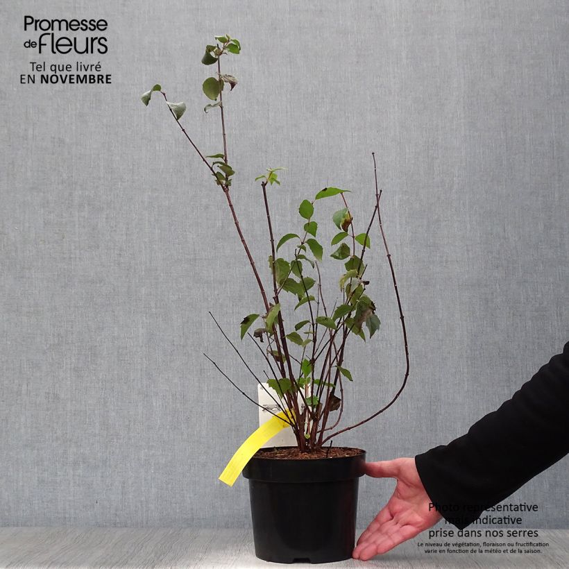 Amostra de Philadelphus virginalis Minnesota Snowflake Vaso de 2 L/3 L tal como entregue no outono