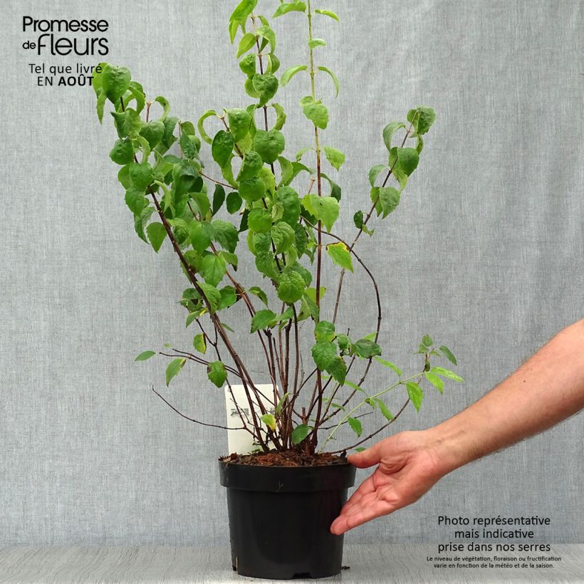 Amostra de Philadelphus virginalis Minnesota Snowflake Vaso de 2 L/3 L tal como entregue no verão