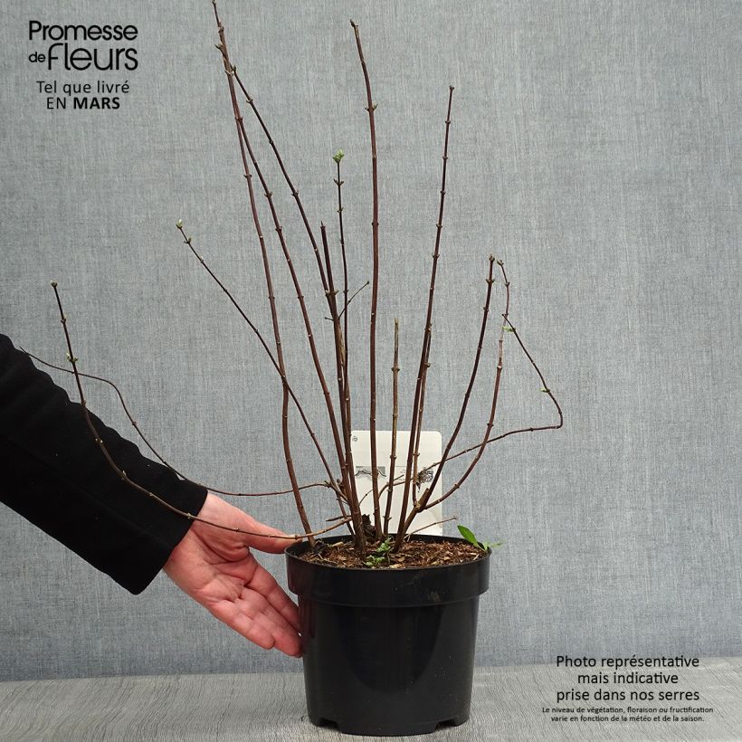 Amostra de Seringat Minnesota Snowflake - Philadelphus virginalis Vaso de 2 L/3 L tal como entregue no inverno