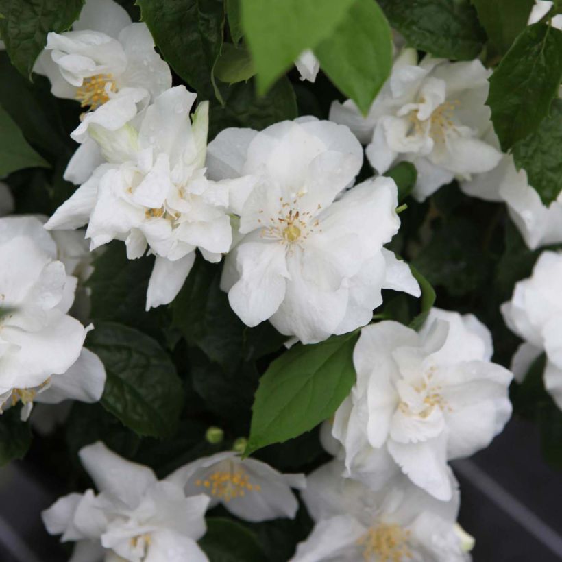 Philadelphus virginalis Natchez (Floração)