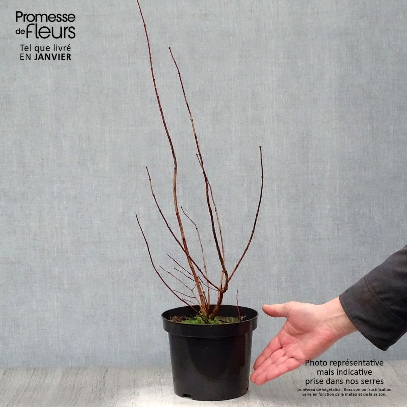 Amostra de Philadelphus Virginal Vaso de 3 L/4 L tal como entregue no inverno